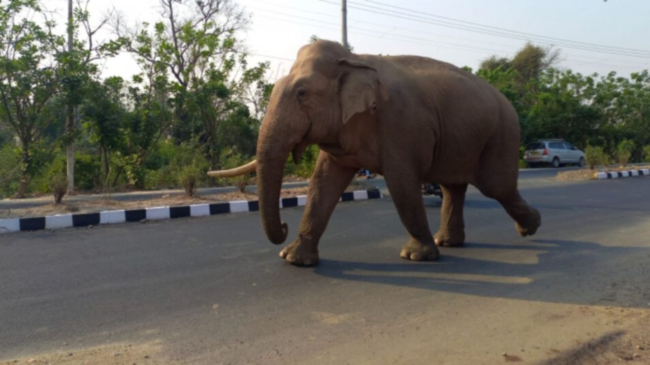 विधायक आवास पर पहुंची हथिनी, VIP एरिया में मचा हड़कंप, वन विभाग के क्यों छूटे पसीने