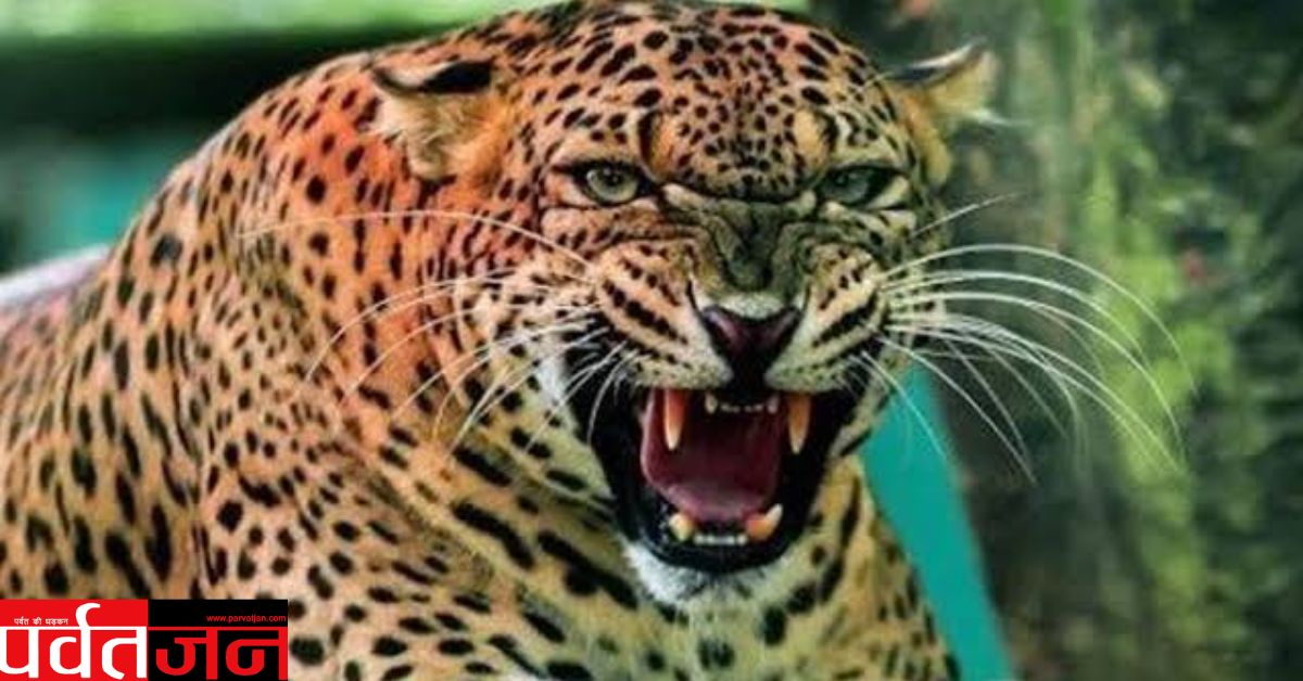 Pauri Leopard Attack: घर की चौखट से 4 साल की