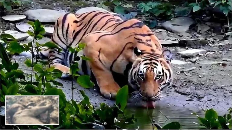 Ramnagar News: कार्बेट क्षेत्र में टाइगर का तांडव, हमले में मासूम हाथी की मौत, कौन जिम्मेदार