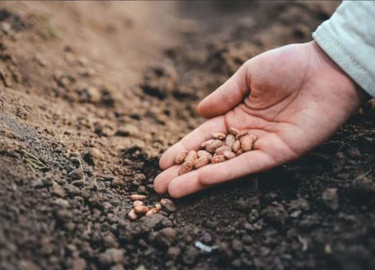 उत्तराखंड में कम्युनिटी सीड बैंक की पहल, चमोली के 70