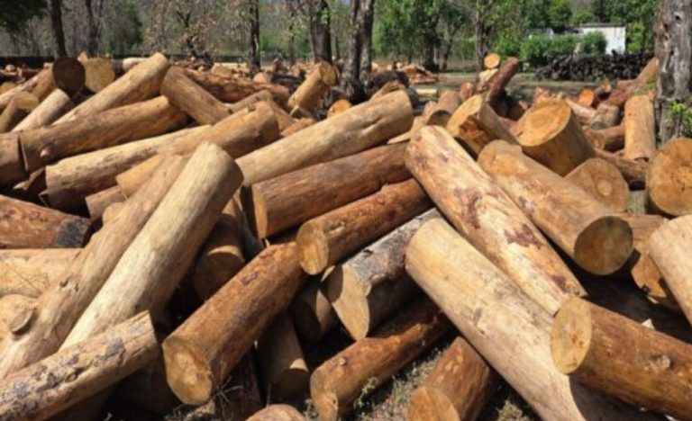 गैस की किल्लत ने बदली रसोई… अब जलौनी लकड़ी की बढ़ी मांग, निगम ने दी राहत