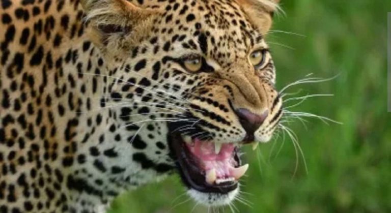 चौबट्टाखाल के भतकोट गांव में गुलदार का हमला, चार साल