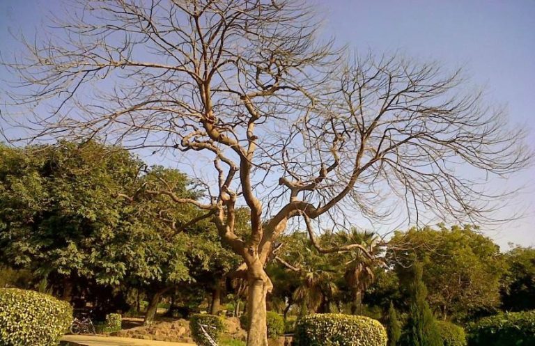 देहरादून में साल के 19 हजार पेड़ सूखने से हड़कंप,