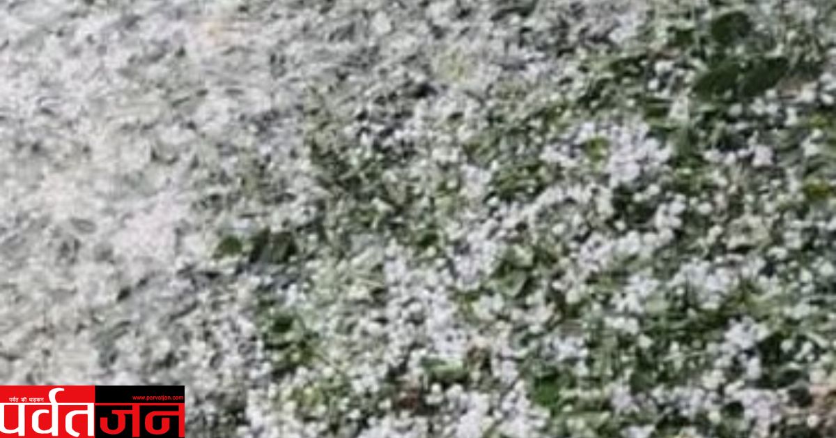 बड़ी खबर: ओलावृष्टि से तबाही। सेब-आड़ू की फसल बर्बाद, किसानों