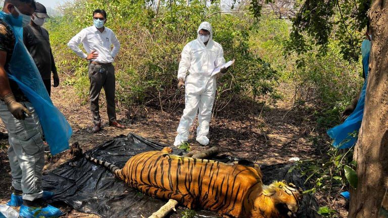 Adult male tiger found dead in Corbett Tiger Reserve, samples