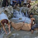 Cow stranded in Bhatta Falls rescued after hours of arduous