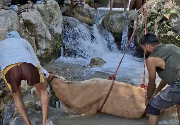 Cow stranded in Bhatta Falls rescued after hours of arduous
