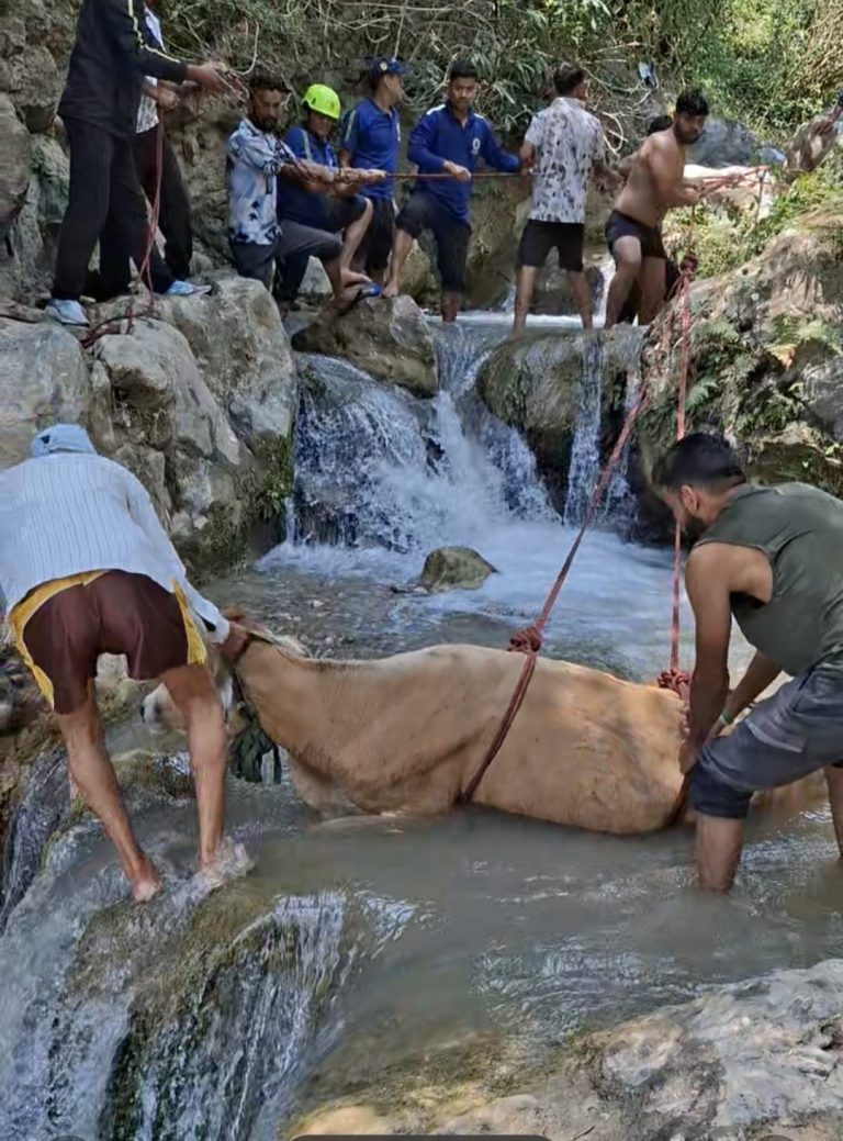 Cow stranded in Bhatta Falls rescued after hours of arduous