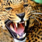 Leopard Attack: मुक्ताेश्वर में तेंदुए का हमला, आईबीआरआई कर्मचारी घायल