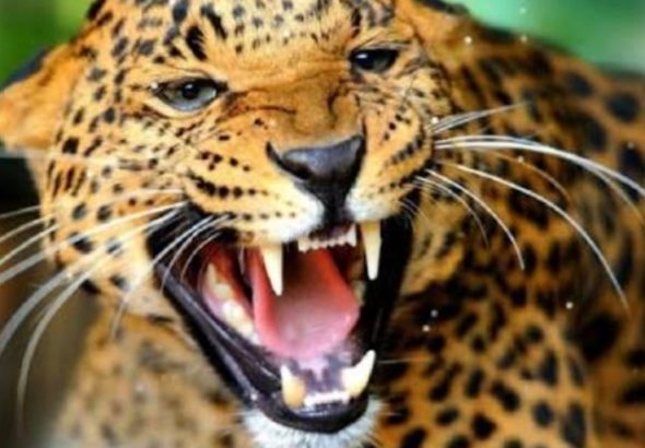 Leopard Attack: मुक्ताेश्वर में तेंदुए का हमला, आईबीआरआई कर्मचारी घायल
