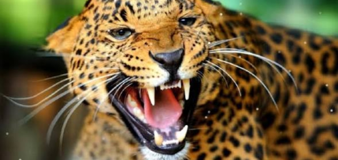 Leopard Attack: मुक्ताेश्वर में तेंदुए का हमला, आईबीआरआई कर्मचारी घायल