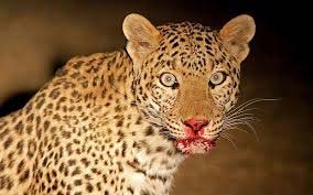 Man-eater leopard shot dead in Pauri Garhwal