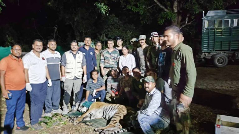 Tiger allegedly responsible for 2 killings in Almora finally captured