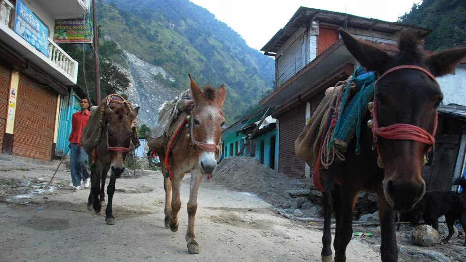 Horse-mule waste piles up along Kedarnath route despite Govt funded