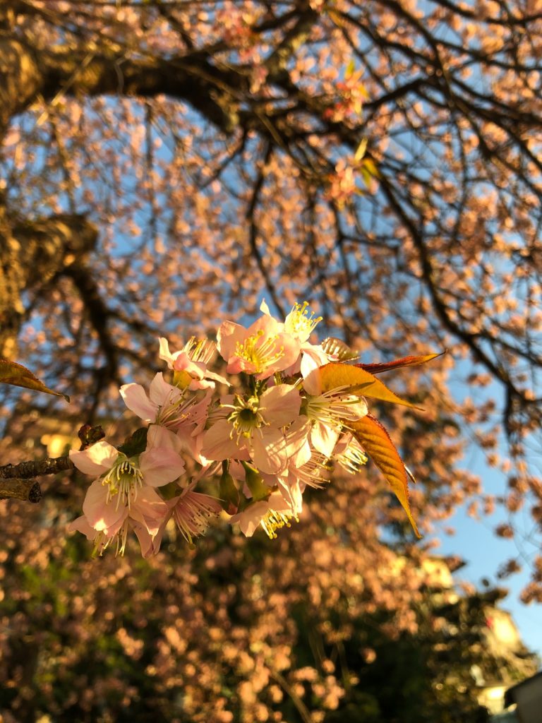 Harela to witness Mussoorie Bloom Initiative