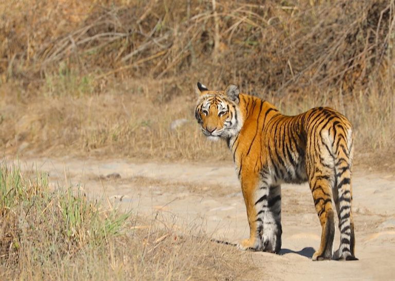 Rajaji Tigers’ movement into Himachal spurs ecological debate