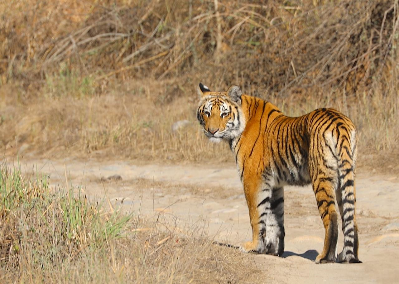 Rajaji Tigers’ movement into Himachal spurs ecological debate