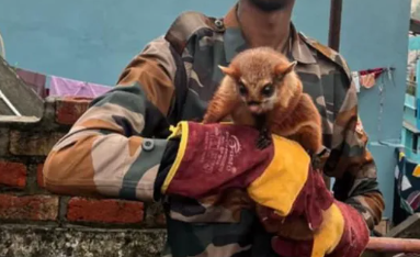 कभी देखी है उड़ने वाली दुर्लभ गिलहरी? उत्तराखंड के जंगलों