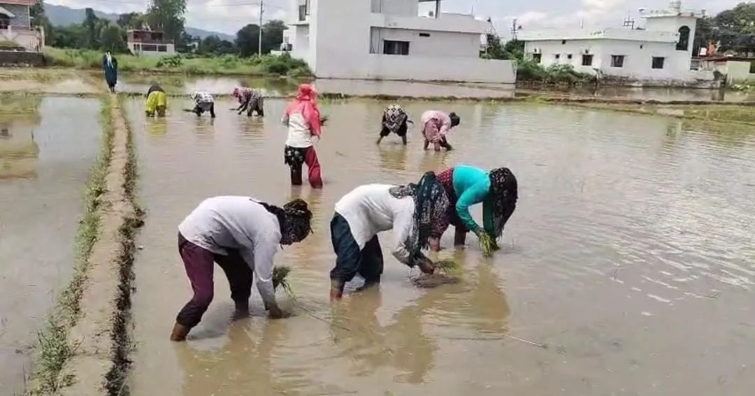 दून बासमती की महक फिर लौटेगी, 75 हेक्टेयर में शुरू