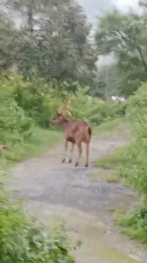 Injured Barasingha found in Mussoorie