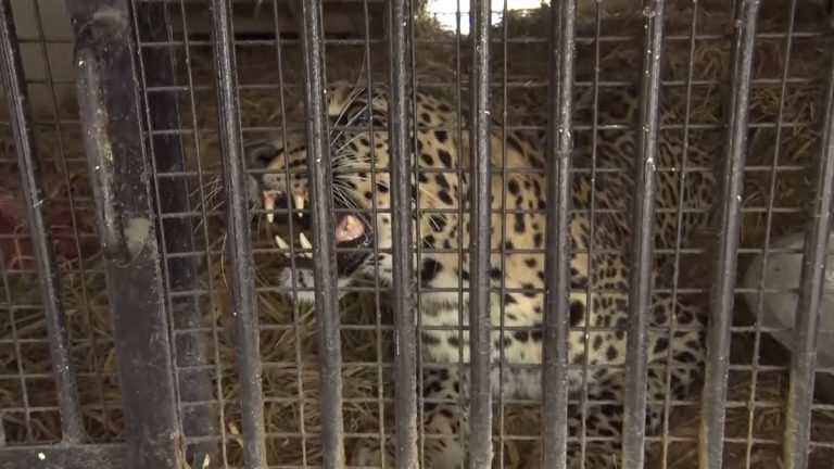 No respite as 28 fatalities reported this year in wildlife