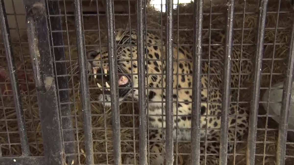 No respite as 28 fatalities reported this year in wildlife