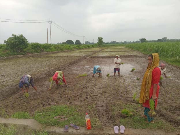 REAP promotes Basmati Rice Cultivation in Haridwar through Cluster-Based Farming