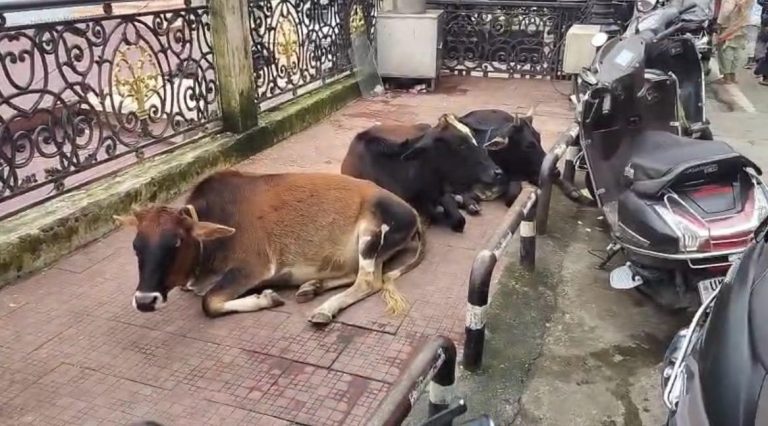 Rising number of stray animals on Mussoorie’s Mall Road causes