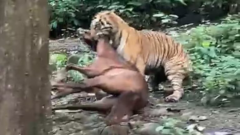 Tiger drags away horse near Ramnagar settlement, sparks panic