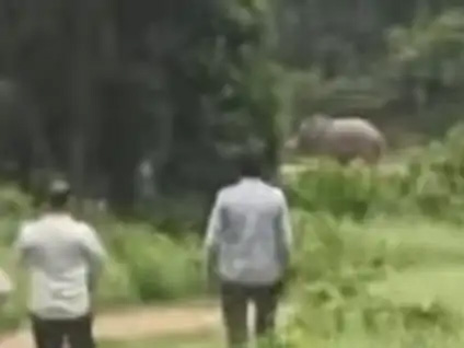 Van Gujjar killed by wild elephant in Haridwar’s Shyampur Range