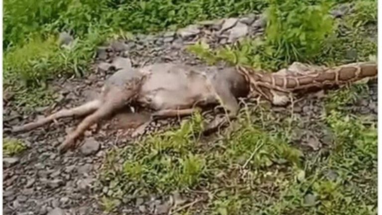 नैनीताल के जंगलों से निकला अजगर रूपी काल निवाला निगलकर
