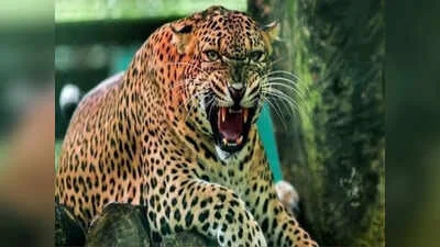 बागेश्वर के कांडा में मवेशी चराने गई महिला को गुलदार