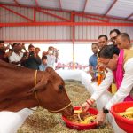 CM inaugurates cow shelter costing Rs 7.23 crore in Haldighera