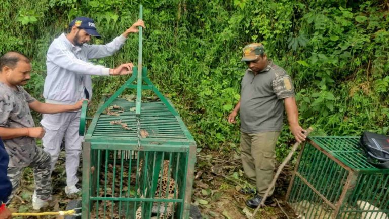 Leopard behind twin attacks on villagers in Almora Dist finally