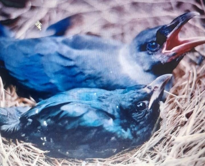 The Cuckoo outwits the Crow