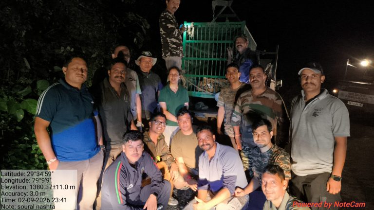 Tiger rescued from Almora to undergo DNA test at Dhela