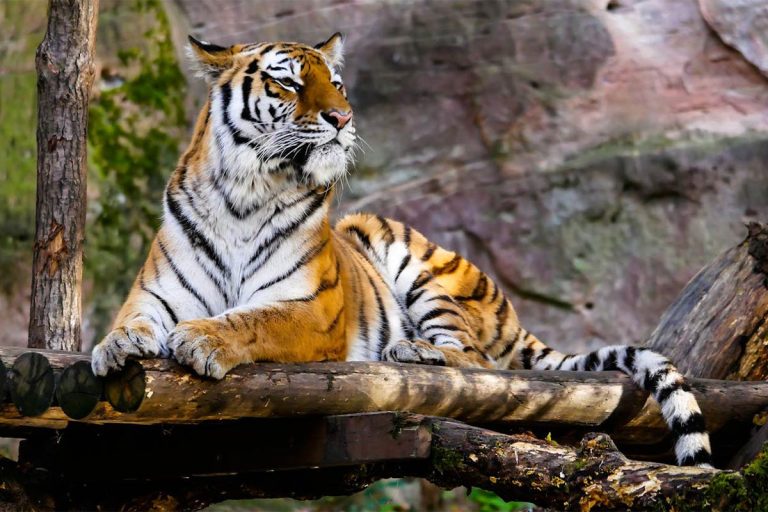 Tourist activity in these two zones of Corbett Park will