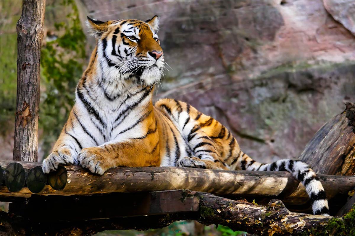 Tourist activity in these two zones of Corbett Park will